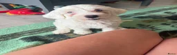 Bichon Frise dogs for sale: Puppies  in Norwich - Advert 4