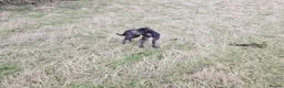 Mixed Breed dogs for sale: Bedlington whippet  - Advert 2