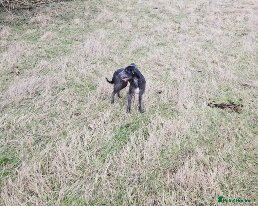 Mixed Breed dogs for sale: Bedlington whippet  - Advert 2