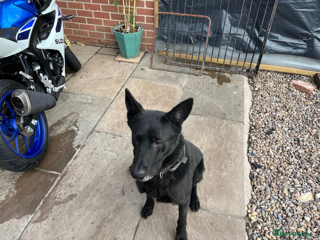 Belgian Shepherd Dog dogs for stud: Black Belgium malinios proven stud - Image 2