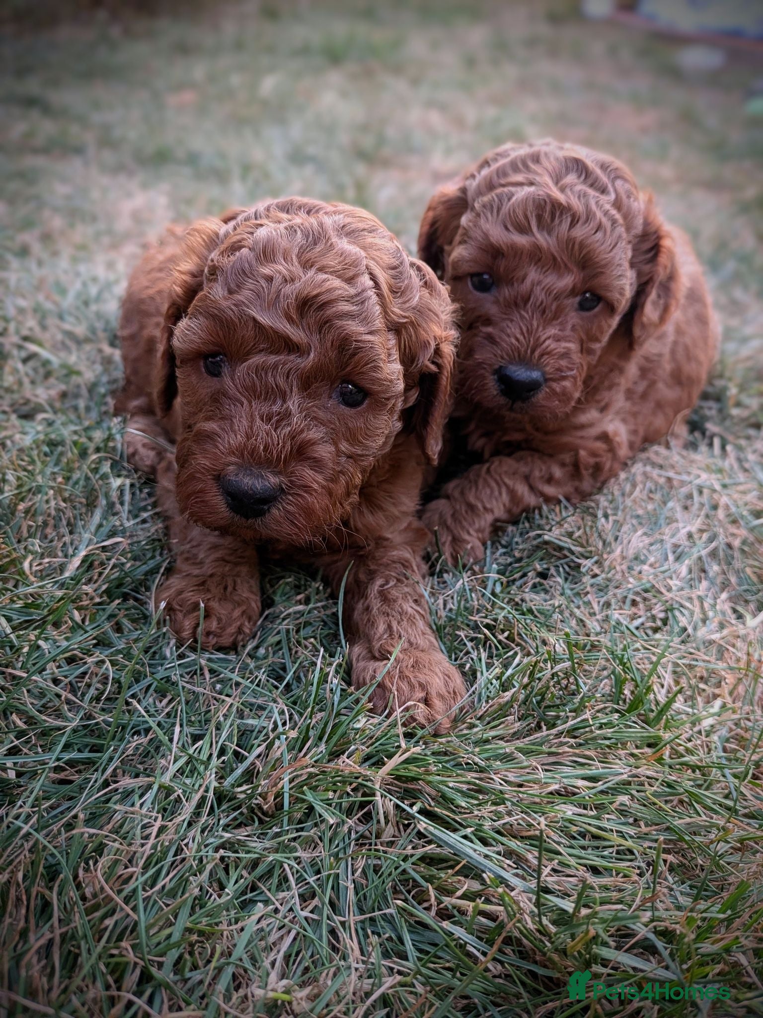 Miniature Poodle dogs EXCEPTIONAL DARK RED KC MINIATURE POODLE PUPPIES🐩 - Advert 1