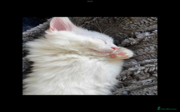 Maine Coon cats for sale: White Maine Coon GCCF - Image 2
