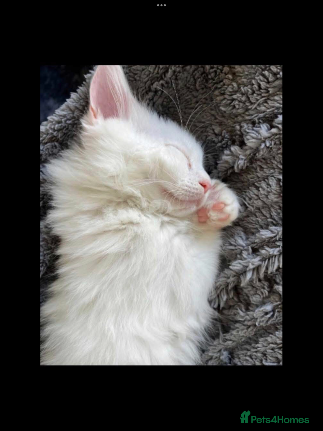 Maine Coon cats for sale: White Maine Coon GCCF - Image 2