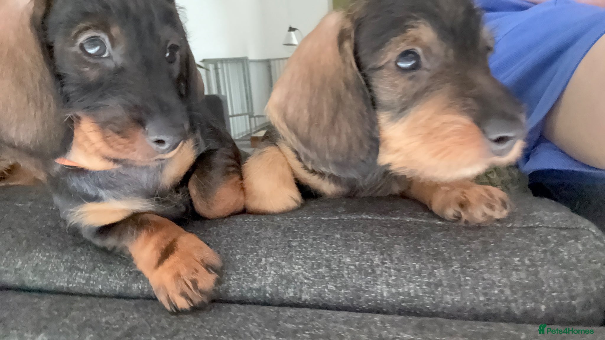 Dachshund dogs Standard Wire Haired Dachshund (2puppies left ) - Advert 5