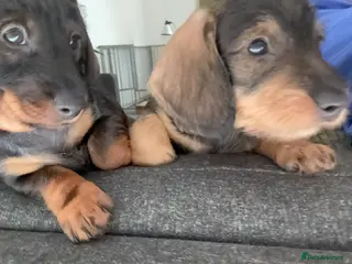 Dachshund dogs Standard Wire Haired Dachshund (2puppies left ) - Advert 5