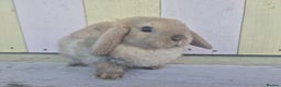 Mini Lop rabbits for sale: 💙 Beautiful and friendly mini lop boys 💙 - Advert 1