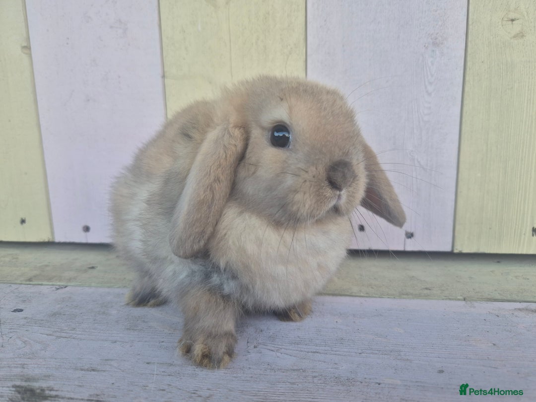 Mini Lop rabbits for sale: 💙 Beautiful and friendly mini lop boys 💙 - Advert 1