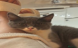 Mixed Breed cats for sale: Ready!!! Mixed British Shorthair  - Image 8