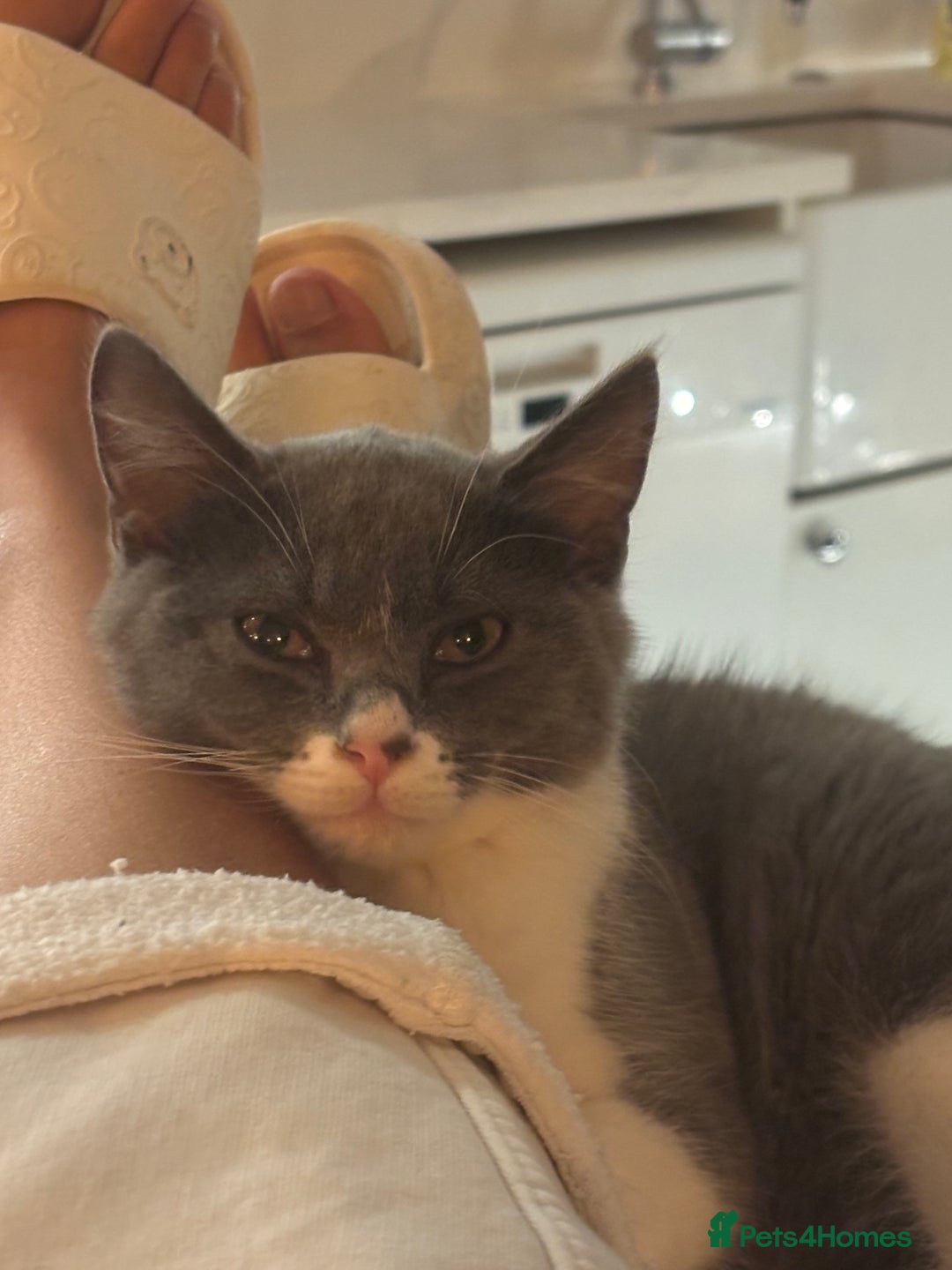 Mixed Breed cats for sale: Ready!!! Mixed British Shorthair  - Image 8