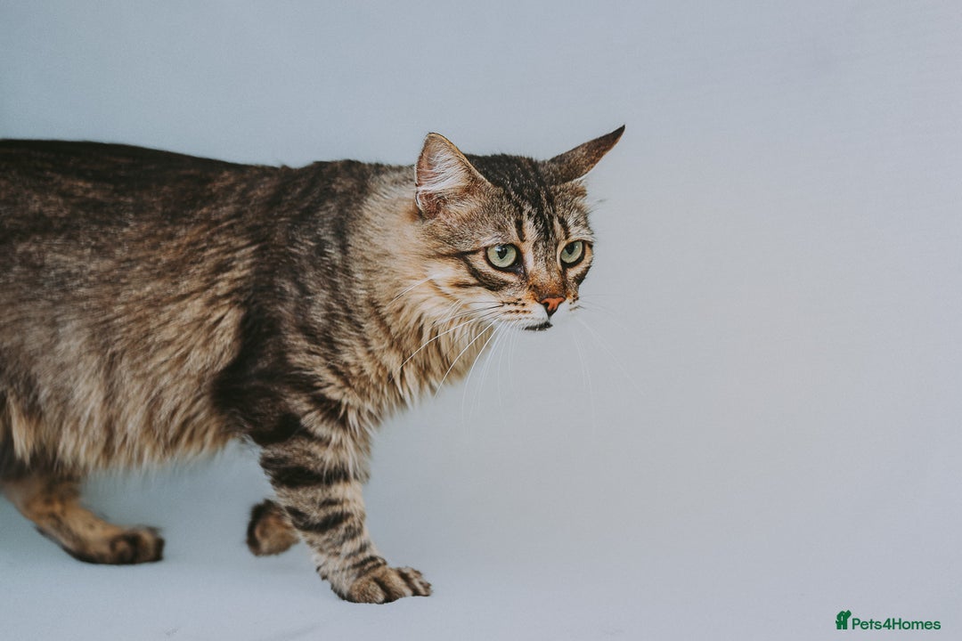 Persian cats for adoption: Carla, Persian cross, aged 7 - Advert 3