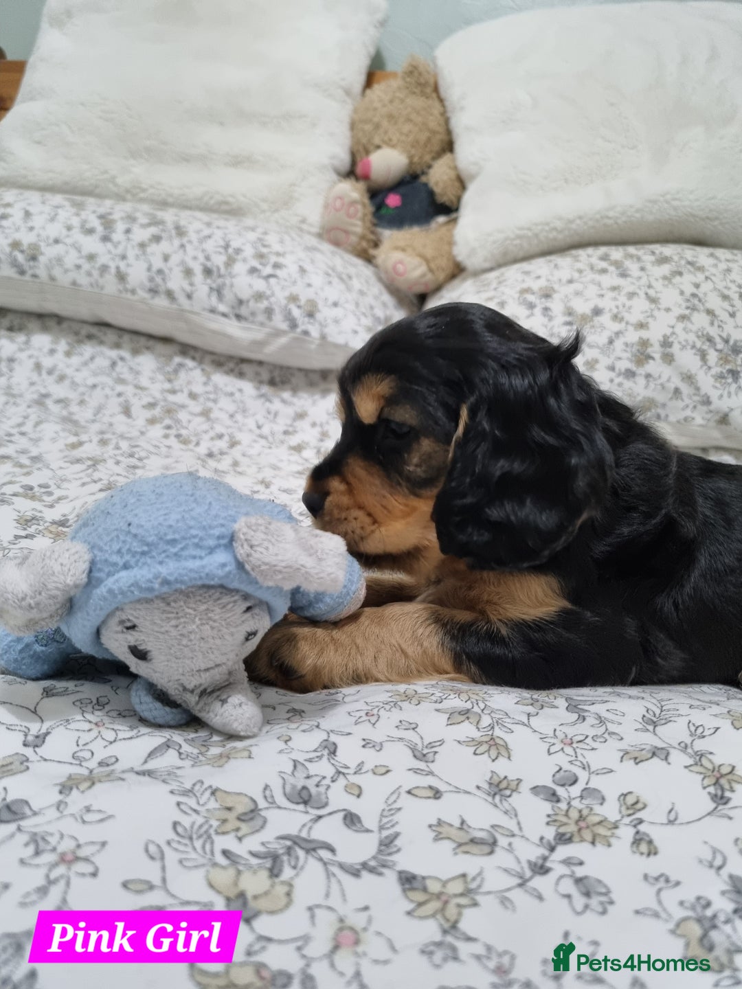 Cocker Spaniel dogs for sale: 🐾 Beautiful Show Cocker Spaniel Puppys - Image 20