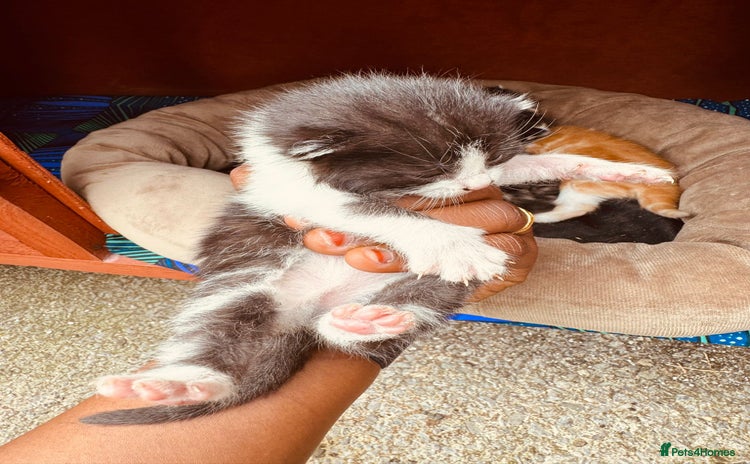 Mixed Breed cats - Advert 1