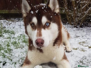 Siberian Husky dogs in Burton-on-Trent - Advert 10