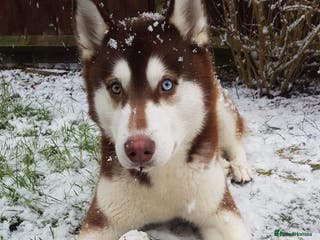 Siberian Husky dogs Stunning Bi-eyed Siberian Husky for stud(PROVEN) in Burton-on-Trent - Advert 6