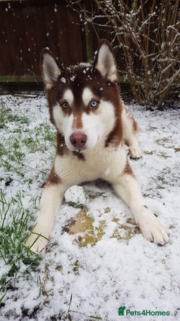 Siberian Husky dogs in Burton-on-Trent - Advert 1