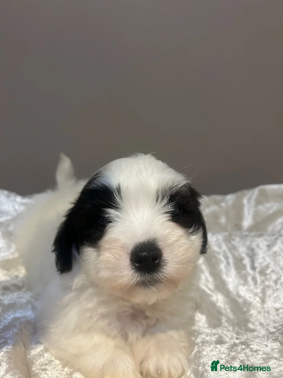 Coton De Tulear dogs for sale: Coton de Tulear puppies  - Advert 7