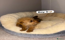 Jackapoo dogs for sale: Jackapoo puppies for sale !! - Image 2