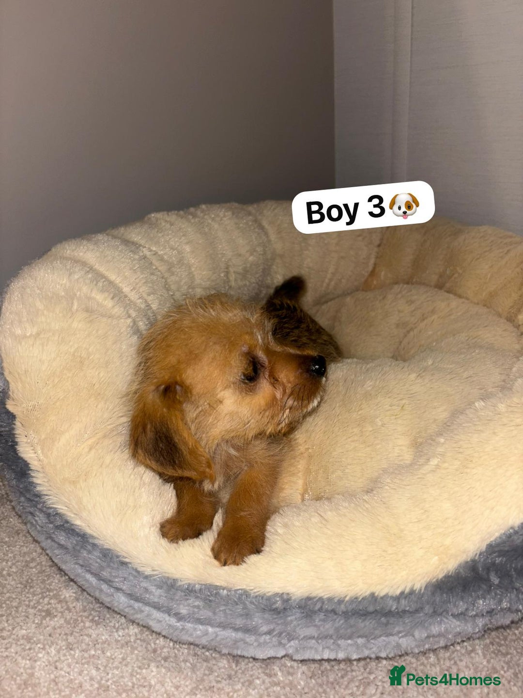 Jackapoo dogs for sale: Jackapoo puppies for sale !! - Image 2