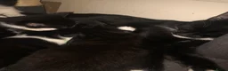 Mixed Breed cats for sale: Tuxedo Kittens  - Advert 2