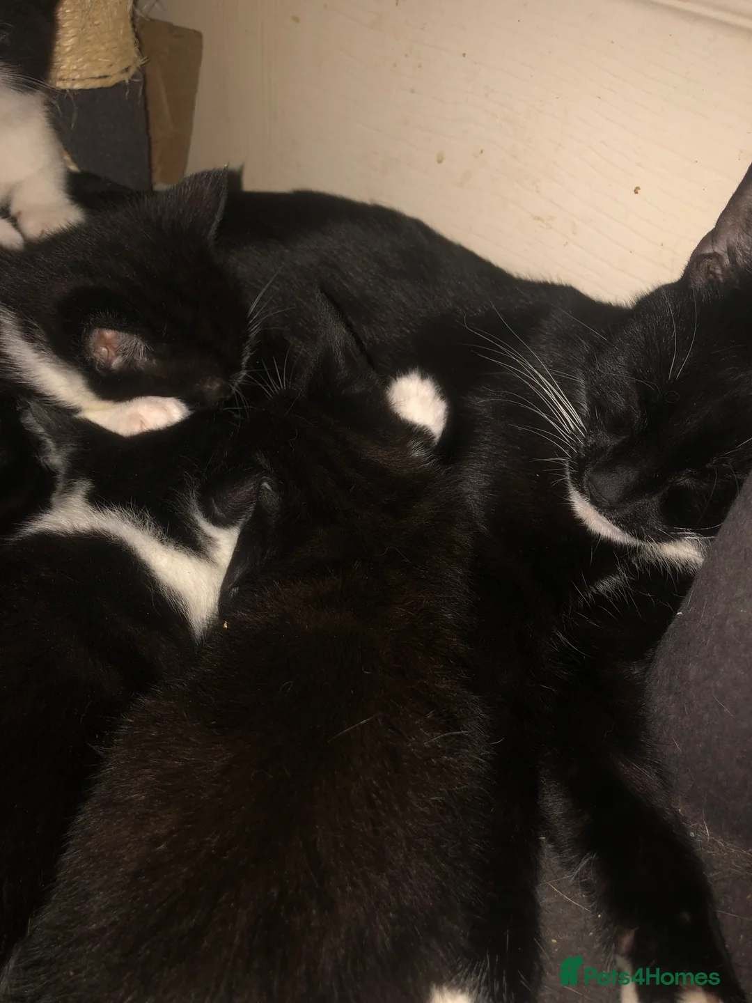 Mixed Breed cats for sale: Tuxedo Kittens  - Advert 2