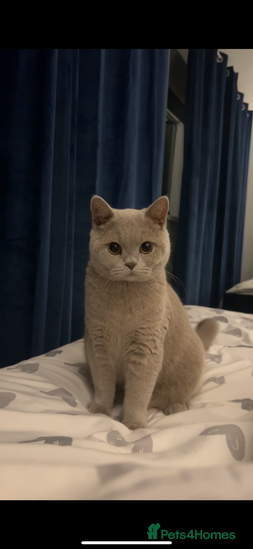 British Shorthair cats for sale: British Shorthair For Sale! - Advert 2