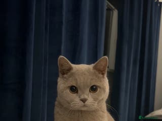 British Shorthair cats British Shorthair For Sale! - Advert 1