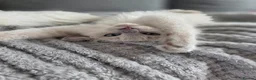 Ragdoll cats for sale: Introducing my litter of Cherubim Ragdolls in Newport-on-Tay - Advert 10
