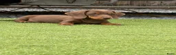 Dachshund dogs for sale: Dachshund puppies - Advert 8