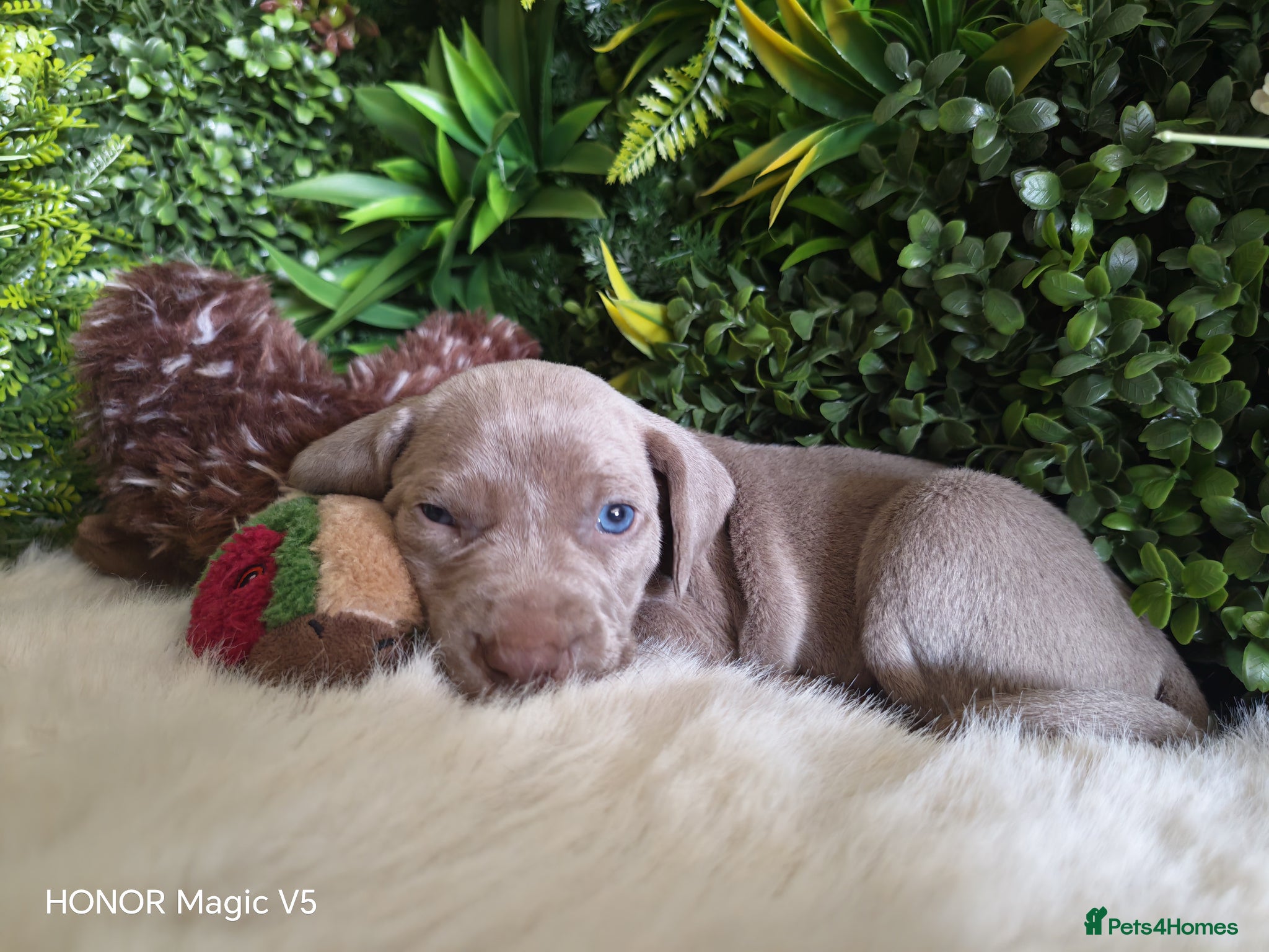 Weimaraner dogs ✨KC Weimaraner litter  from Champion Bloodlines ✨ - Advert 1