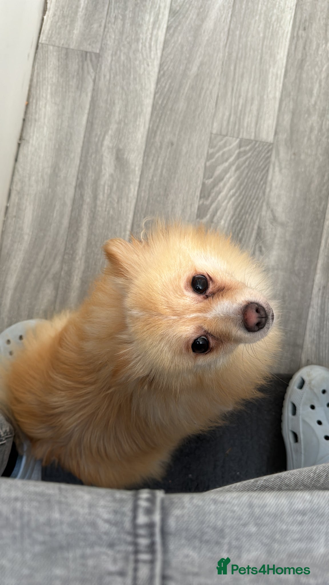 Pomeranian dogs Fox faced Pomeranian and son for rehoming - Advert 11