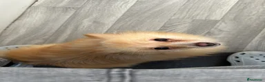 Bindi