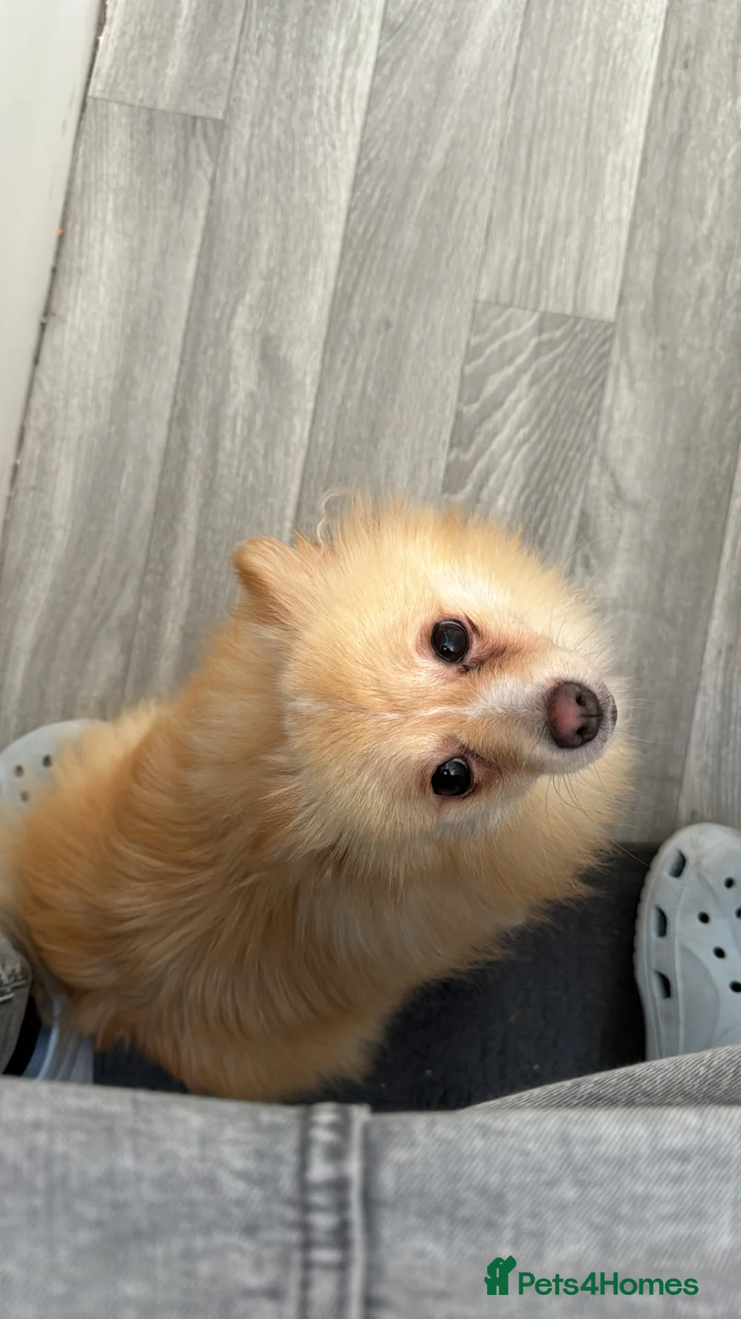 Pomeranian dogs for sale: Fox faced Pomeranian and son for rehoming - Advert 1