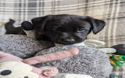 Labrador Retriever dogs for sale: Stunning labrador puppies from good working lines - Advert 28