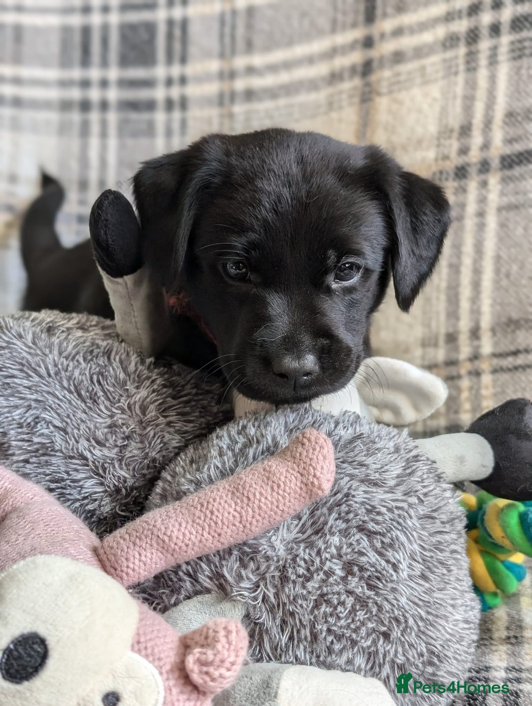 Labrador Retriever dogs for sale: Stunning labrador puppies from good working lines - Advert 28