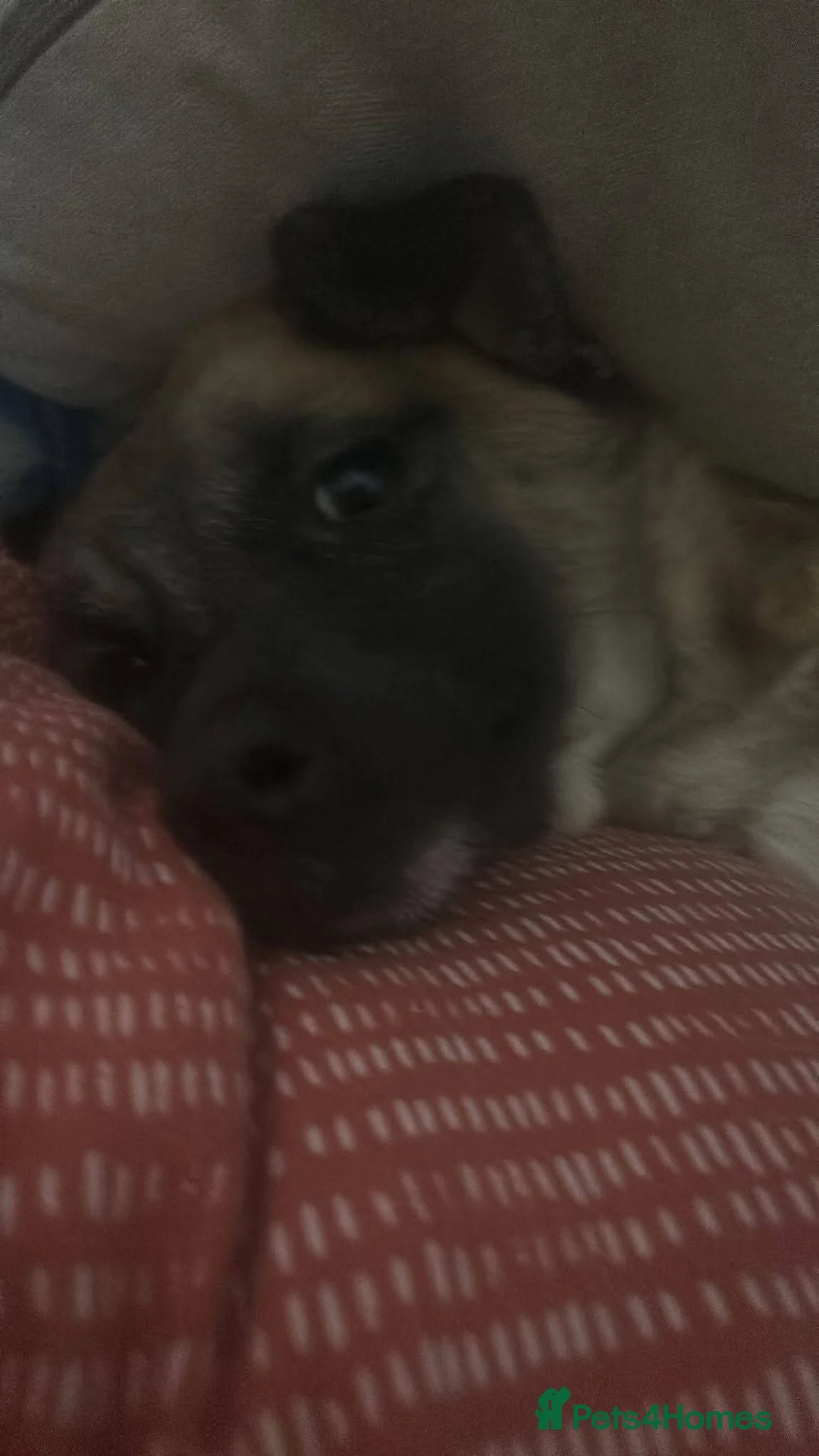 Mixed Breed dogs for adoption: Meet Foxy, currently residing in Barnsley  - Advert 10