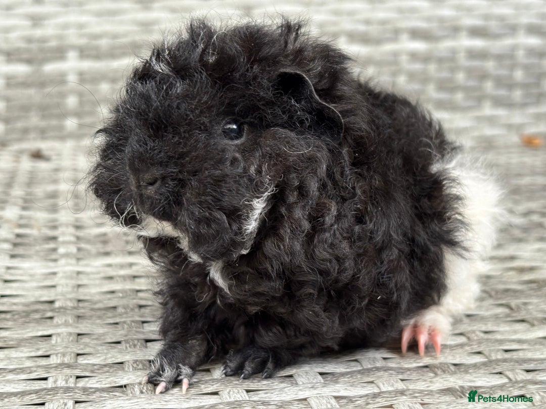 Guinea Pig rodents for sale: Lunkarya guinea pigs  - Image 3