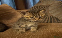 Domestic Shorthair cats for sale: Kitten for sale  - Image 7