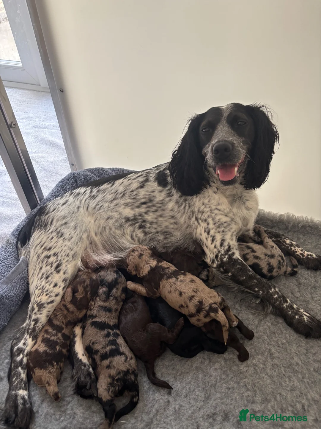 Cockapoo dogs for sale: F1 Miniature Cockapoos  in Stockton-on-Tees - Advert 1