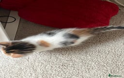 Mixed Breed cats for sale: 4 beautiful kittens - Image 2