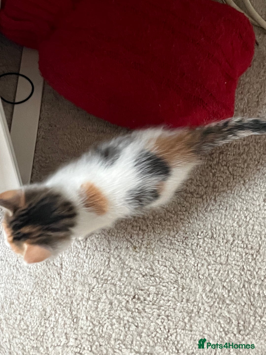 Mixed Breed cats for sale: 4 beautiful kittens - Image 2