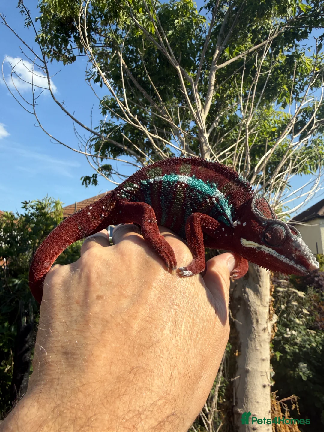 Chameleon reptiles for sale: Ambilobe Panther Chameleon  - Advert 9