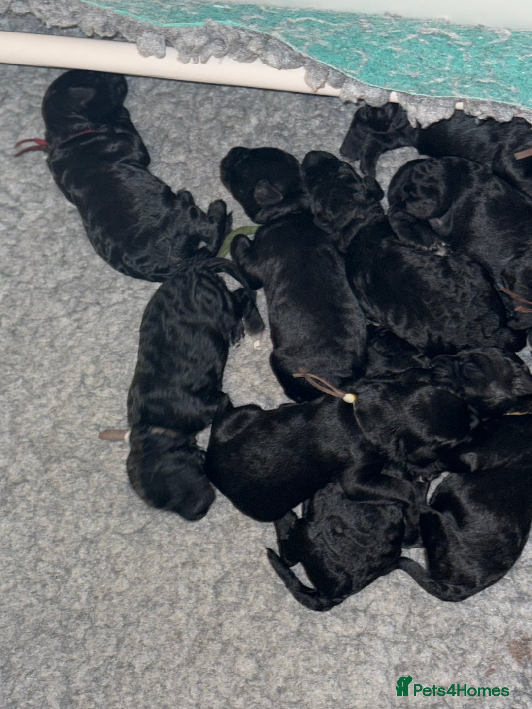 Mixed Breed dogs for sale: 5* medium half Australian labradoodles - Image 4