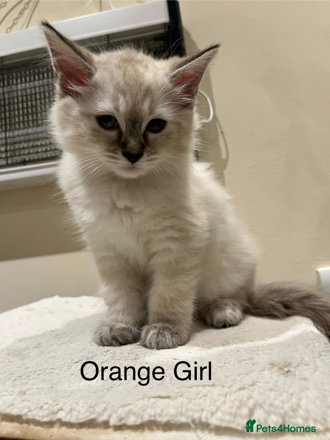 Ragdoll cats for sale: ❗️Charming Pure Ragdoll Kittens waiting love ❤️❗️ - Advert 36