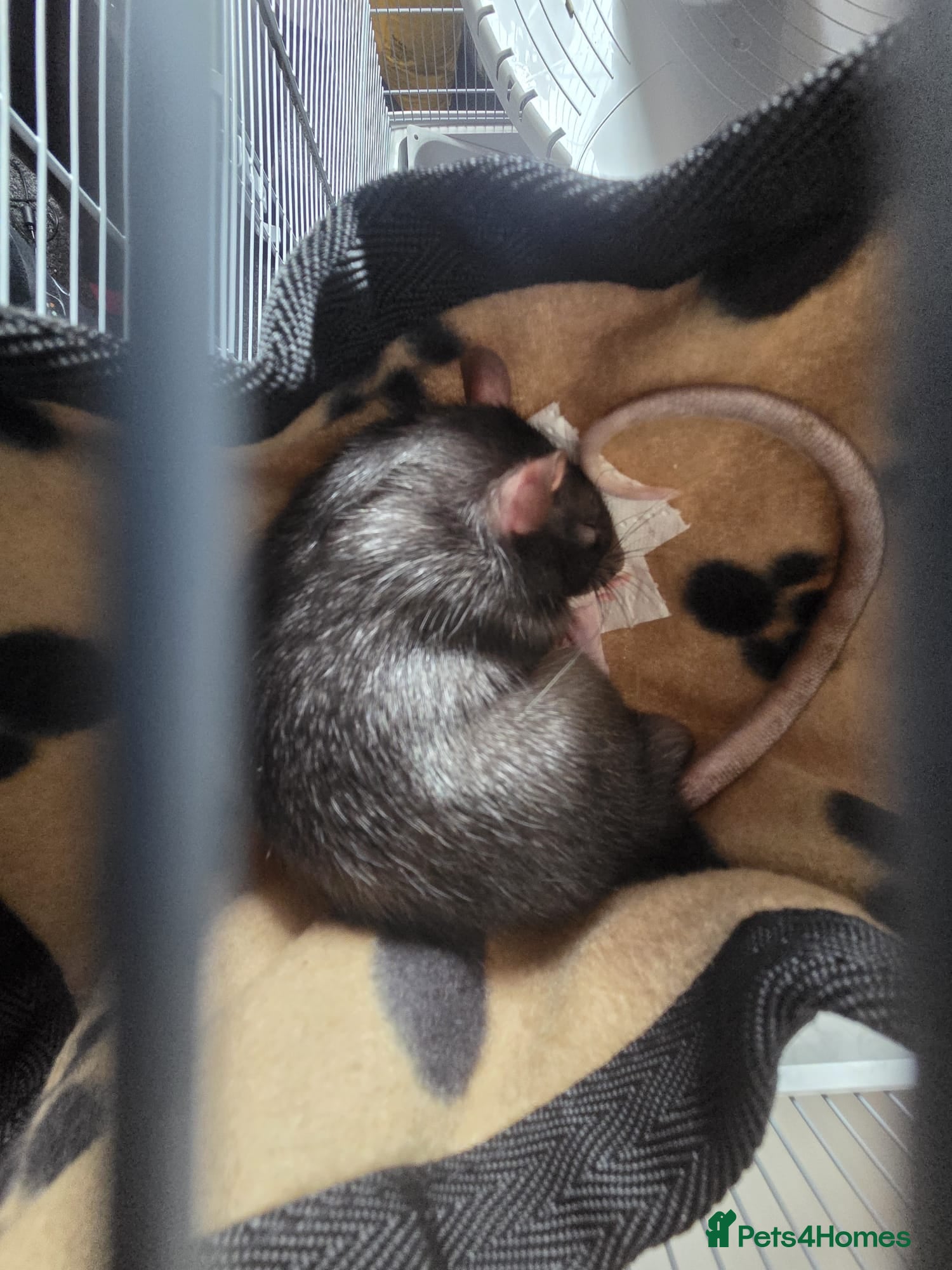 Rat rodents 2 male rats for sale - Advert 16