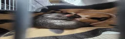 Rat rodents for sale: 2 male rats for sale in Cardiff - Advert 1