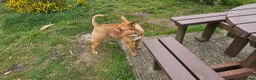 Dogue De Bordeaux dogs for sale: Dog de bordeaux  - Advert 7