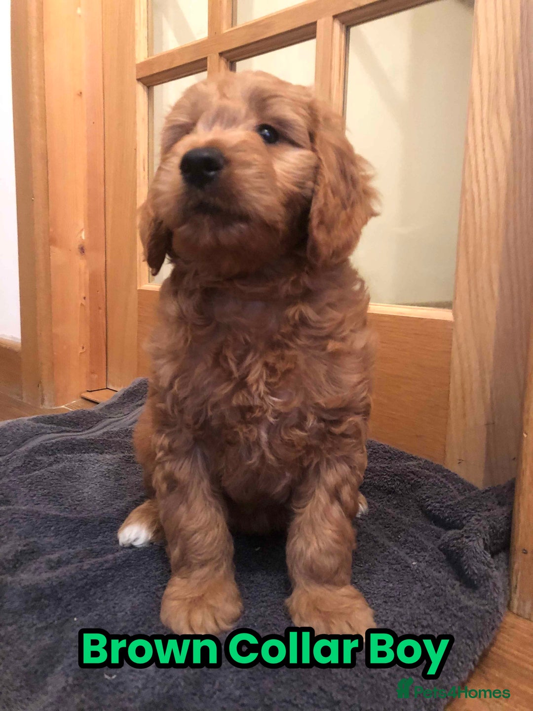 Goldendoodle dogs for sale: F1 Miniature Goldendoodle's 100% DNA Health-Tested - Advert 27