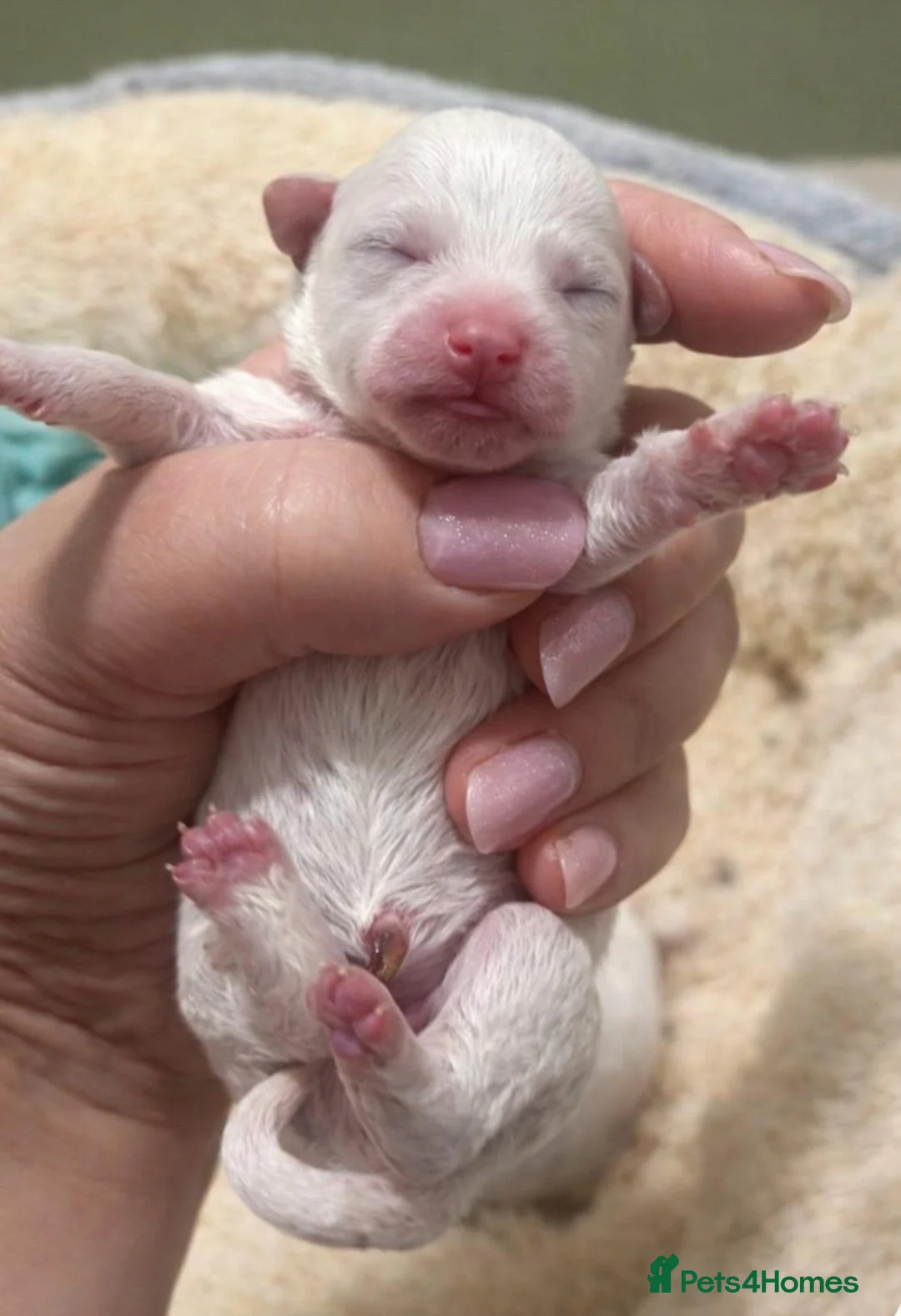 Bichon Frise dogs for sale: Beautiful bichon frisee puppies - Advert 8