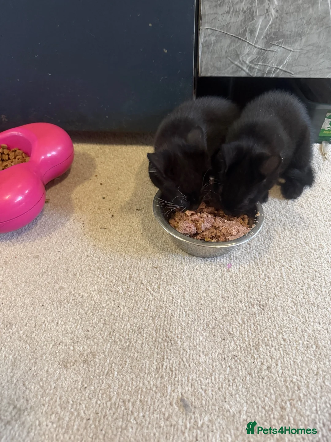 Mixed Breed cats for sale: Kittens for sale  in Egham - Advert 2
