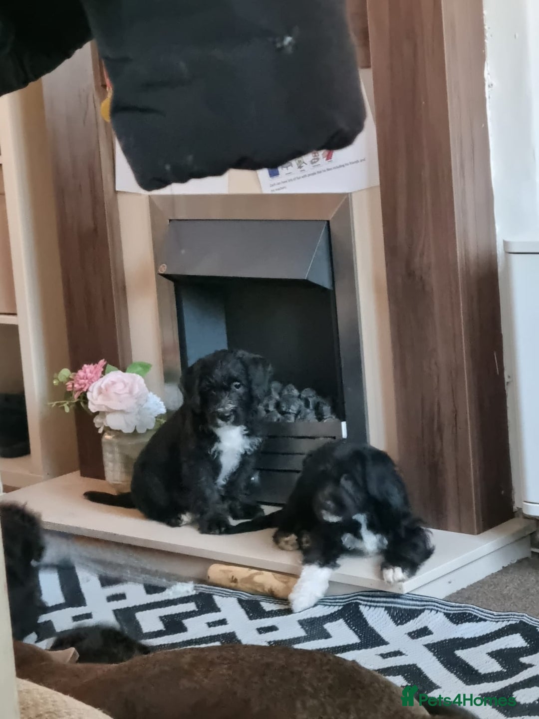 Mixed Breed dogs for sale: Staffypoo's - Advert 1